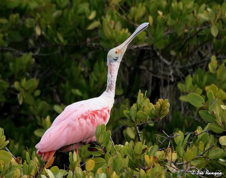 Spoonbill_4904.jpg