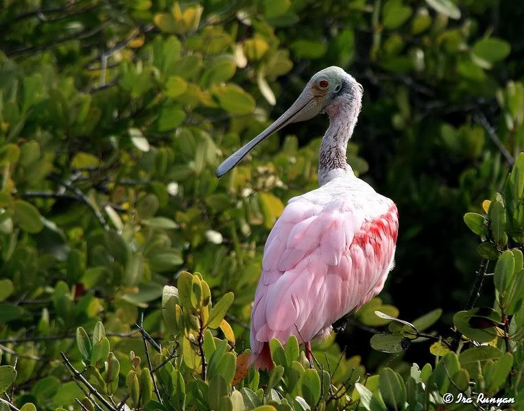 Spoonbill_4957.jpg