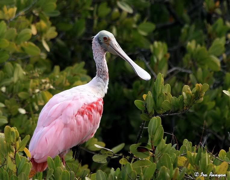 Spoonbill_4973-1.jpg