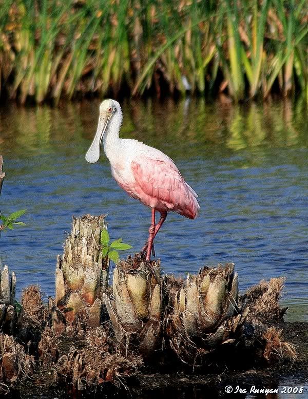 Spoonbill_5048.jpg