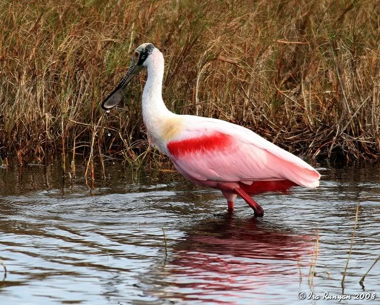 IMAGE: http://img.photobucket.com/albums/0803/irarunyan/Spoonbill_8057.jpg