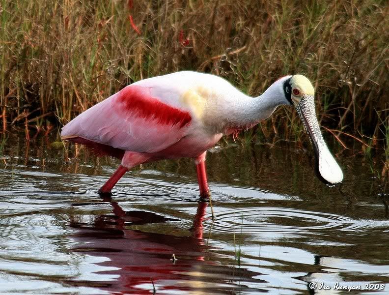 IMAGE: http://img.photobucket.com/albums/0803/irarunyan/Spoonbill_8064.jpg