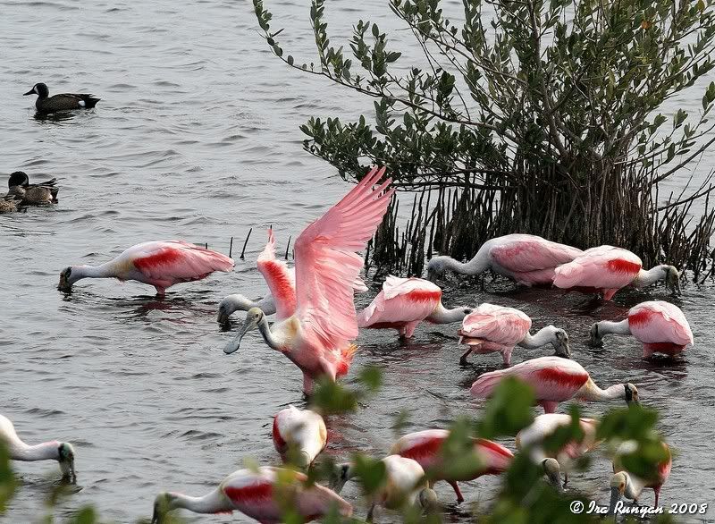 IMAGE: http://img.photobucket.com/albums/0803/irarunyan/Spoonbill_8140.jpg