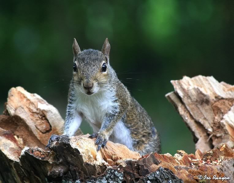 Squirrel_8557.jpg