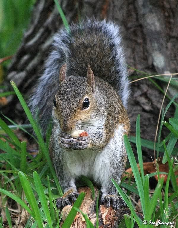 Squirrel_8559.jpg