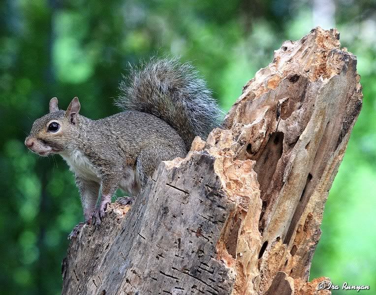 Squirrel_8576.jpg