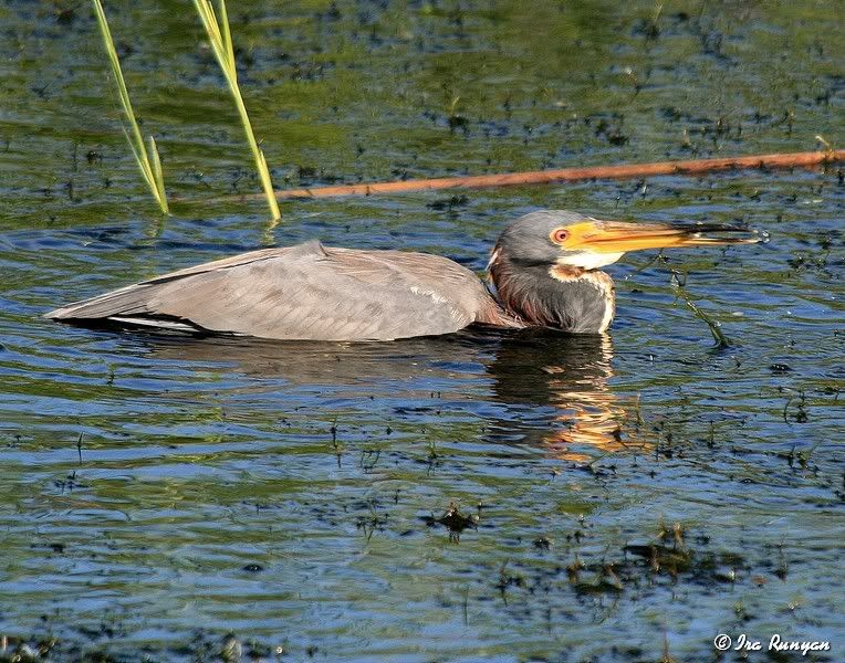 Tri-ColoredHeron_0139.jpg