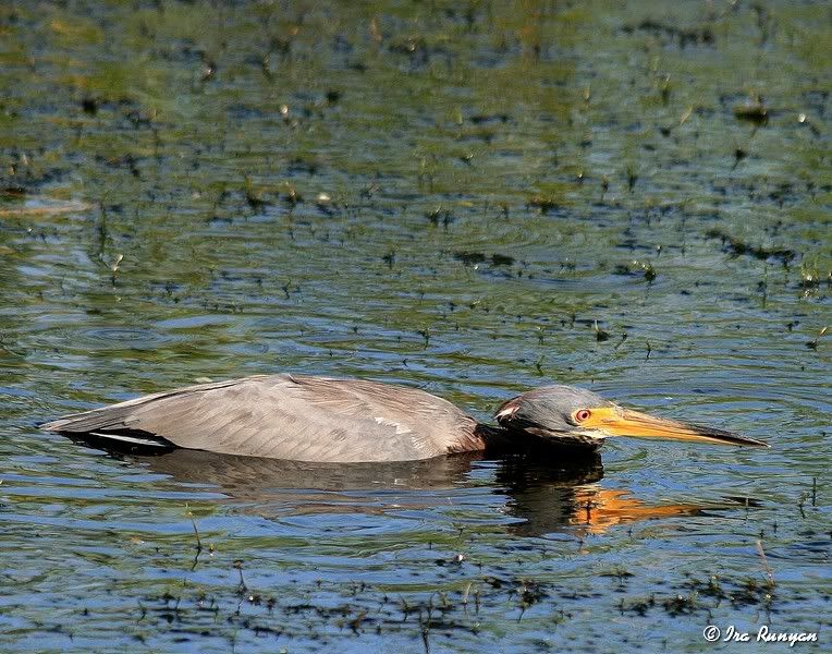 Tri-ColoredHeron_0143.jpg