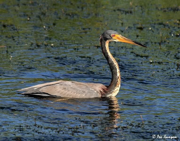 Tri-ColoredHeron_0145.jpg