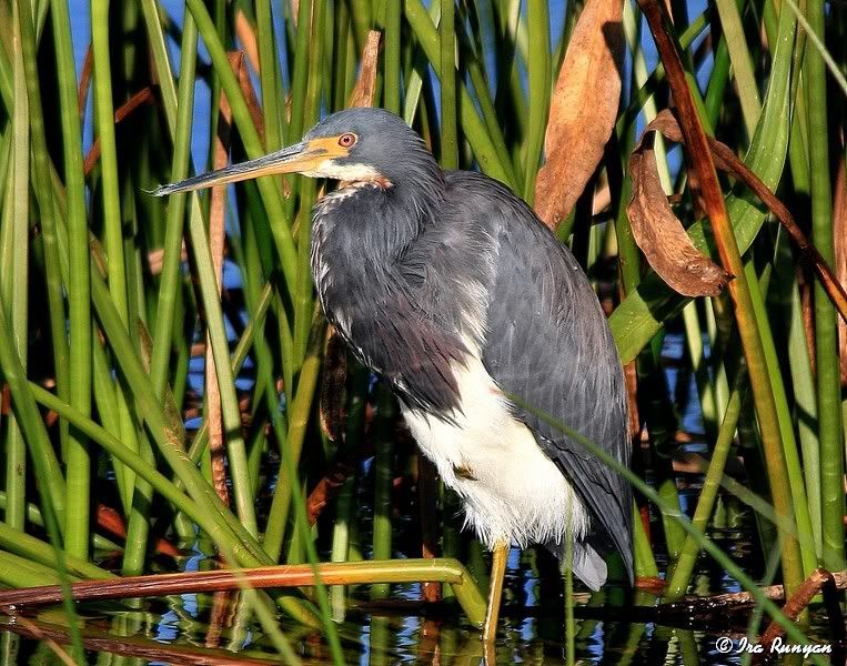 Tri-ColoredHeron_1038.jpg