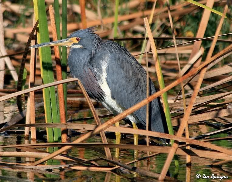 Tri-ColoredHeron_1053.jpg