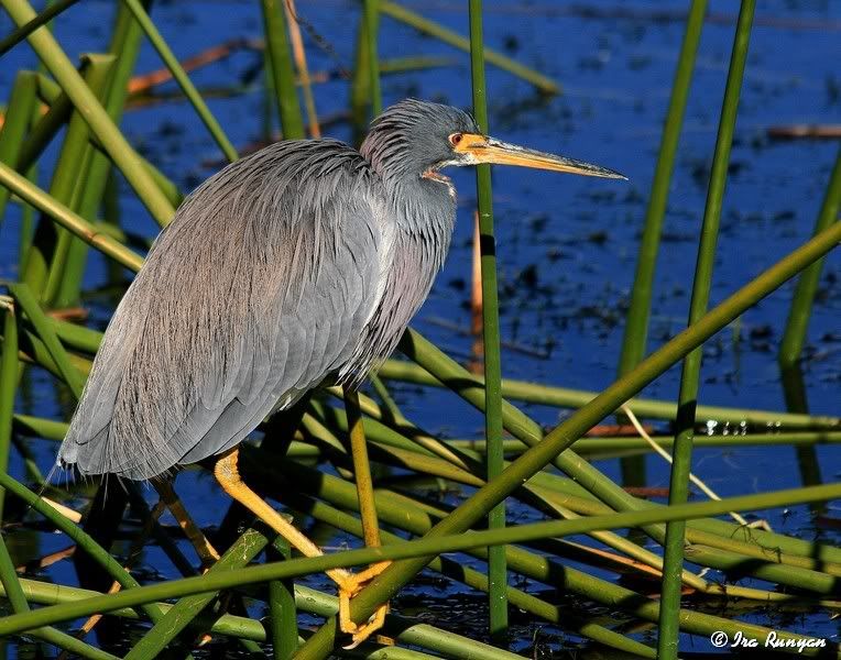 Tri-ColoredHeron_1624.jpg