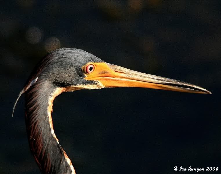 TriColoredHeron_7950.jpg