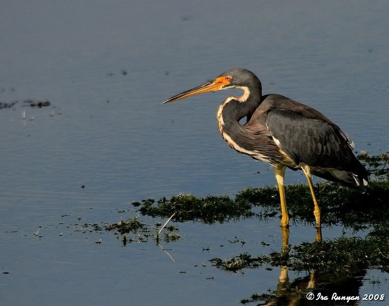 TriColoredHeron_8014.jpg