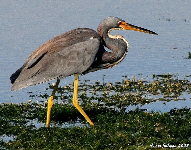 TriColoredHeron_8017.jpg