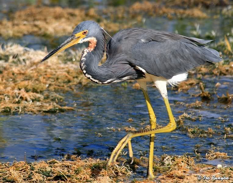 TriColoredHeron_9199.jpg