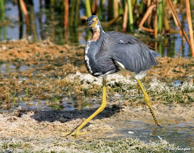 TriColoredHeron_9210.jpg