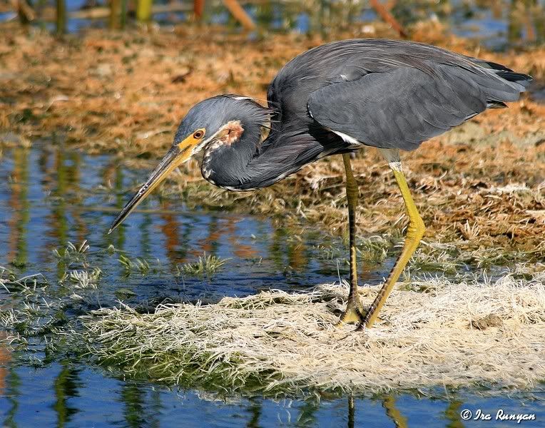 TriColoredHeron_9213.jpg