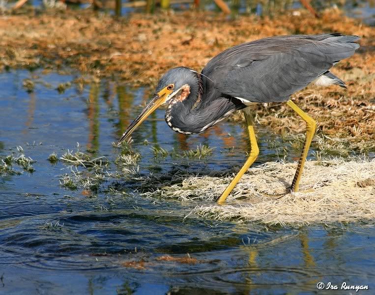 TriColoredHeron_9214.jpg