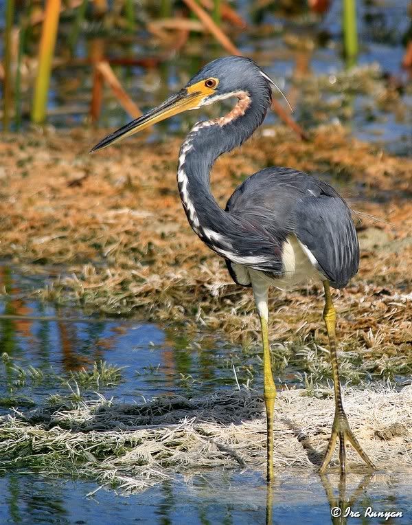 TriColoredHeron_9215.jpg