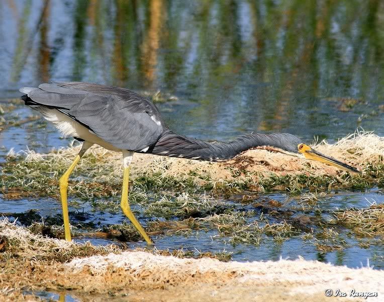 TriColoredHeron_9220.jpg