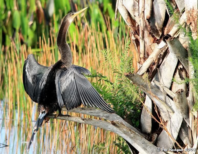 Snake Bird Florida