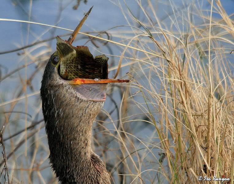 WaterturkeyFish_5935.jpg