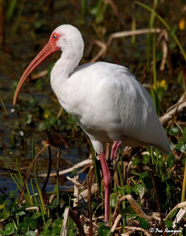 WhiteIbis_0200.jpg