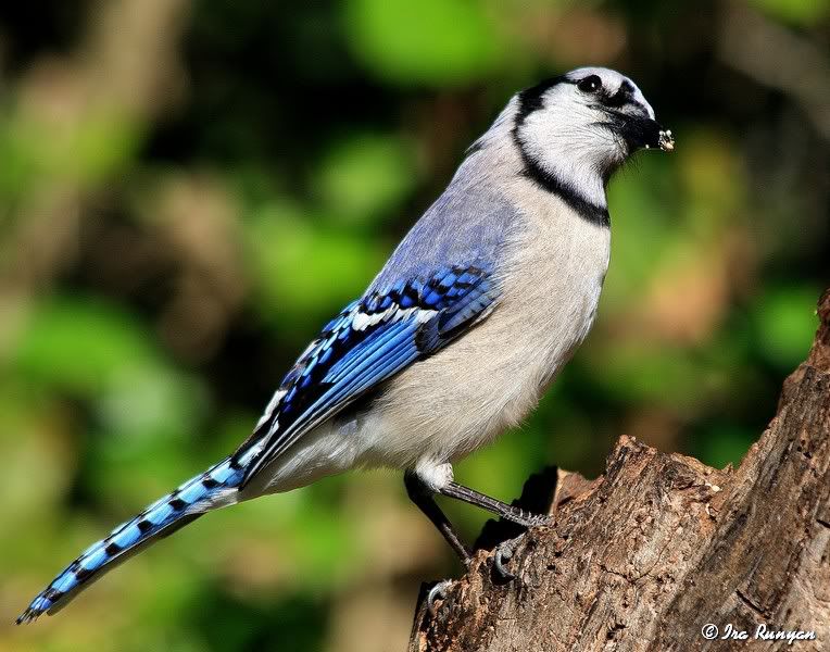 BlueJay_2120.jpg