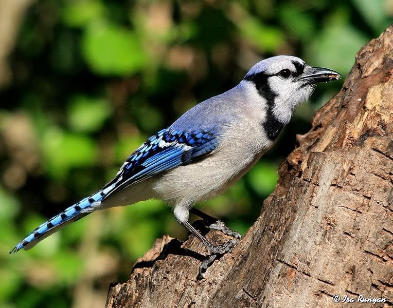 BlueJay_2145.jpg