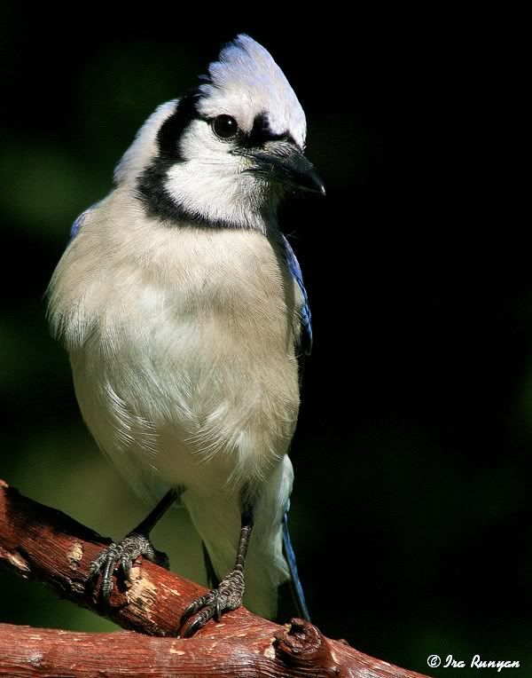 BlueJay_2193.jpg