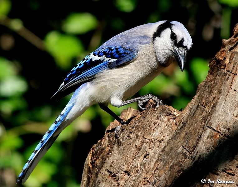 BlueJay_2232.jpg