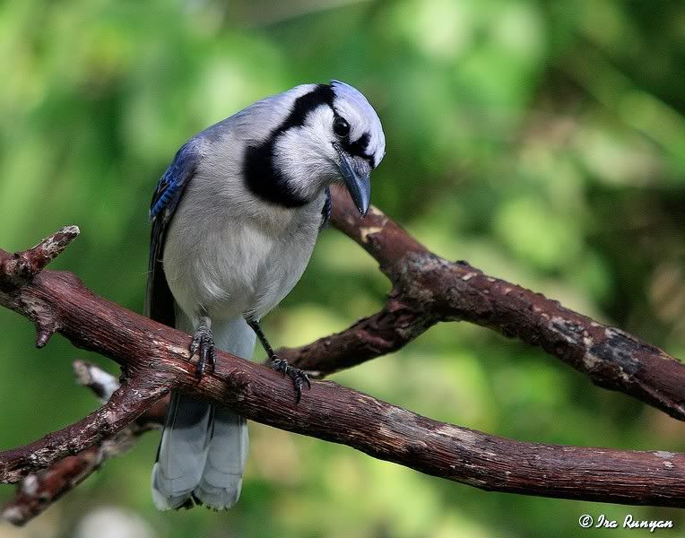 BlueJay_3438.jpg