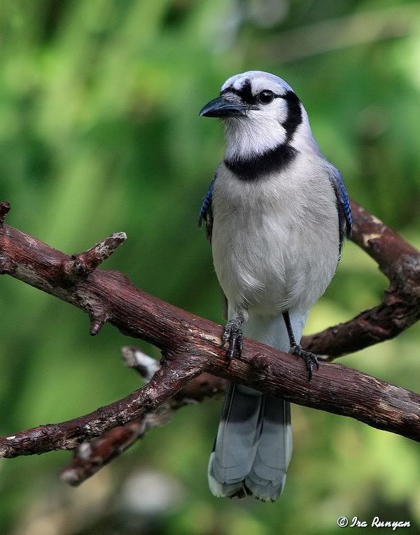 BlueJay_3441.jpg