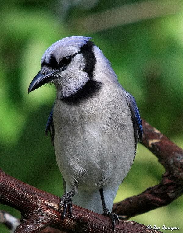 BlueJay_3442.jpg