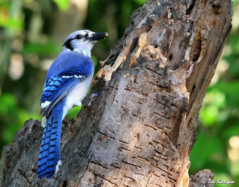 BlueJay_3630.jpg