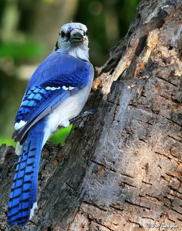 BlueJay_3634.jpg