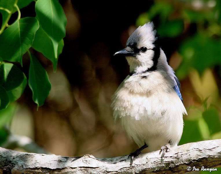 BlueJay_3670.jpg