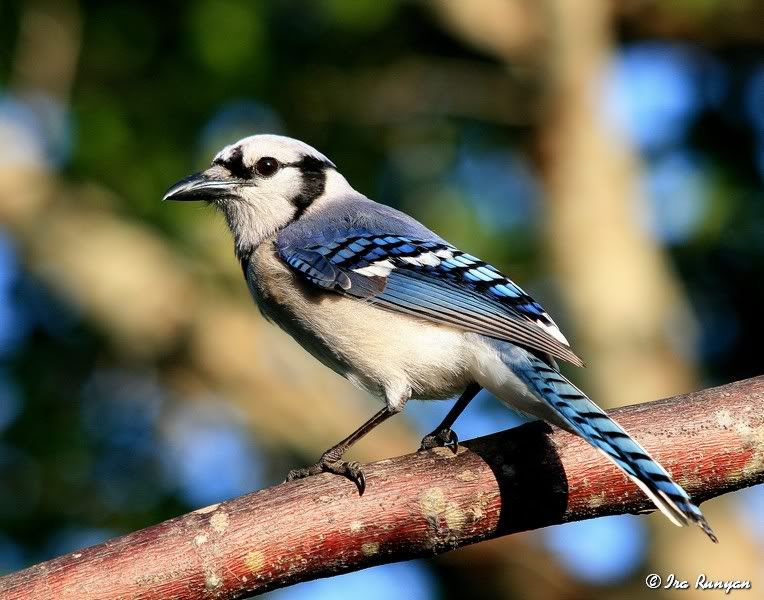 BlueJay_4413.jpg