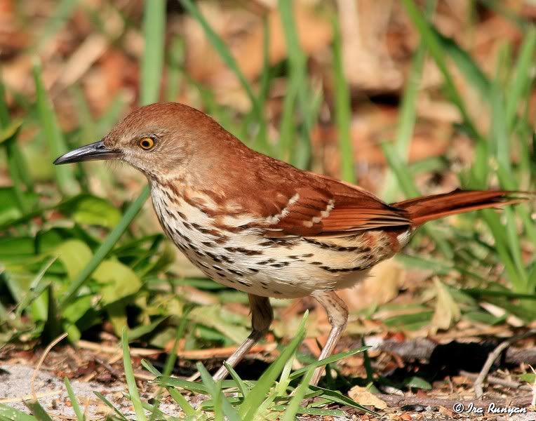 BrownThrasher_5061.jpg