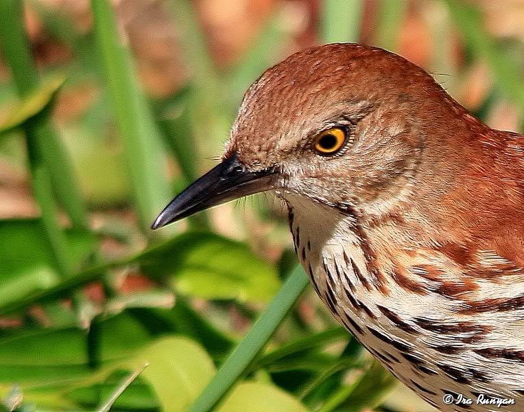 BrownThrasher_5065.jpg