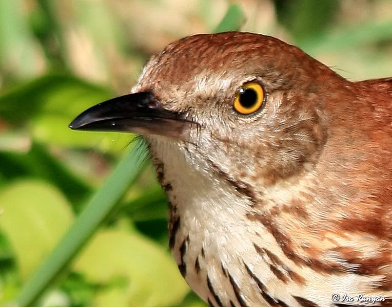 BrownThrasher_5073.jpg