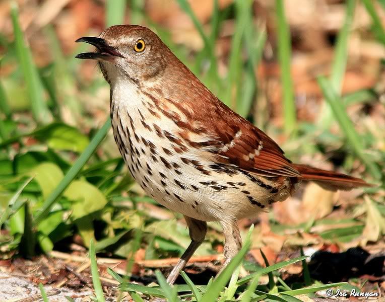 BrownThrasher_5084.jpg