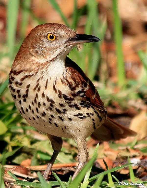 BrownThrasher_5090.jpg