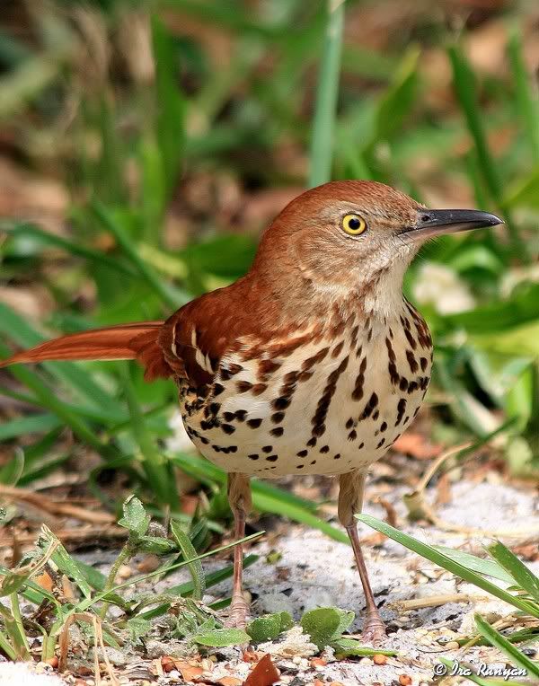 BrownThrasher_5112.jpg