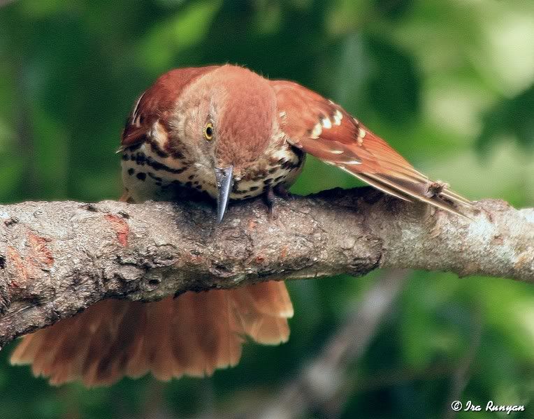 BrownThrasher_7722.jpg