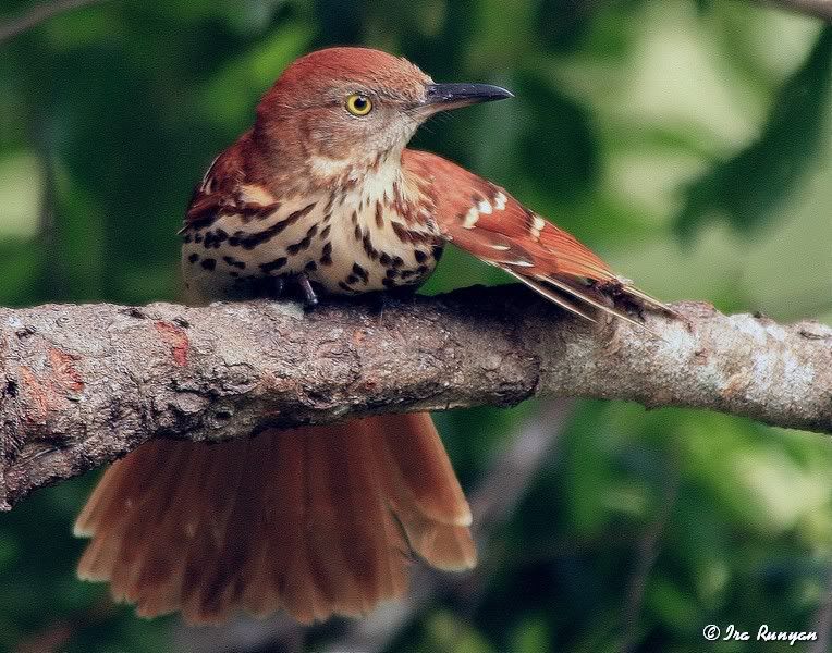 BrownThrasher_7723.jpg