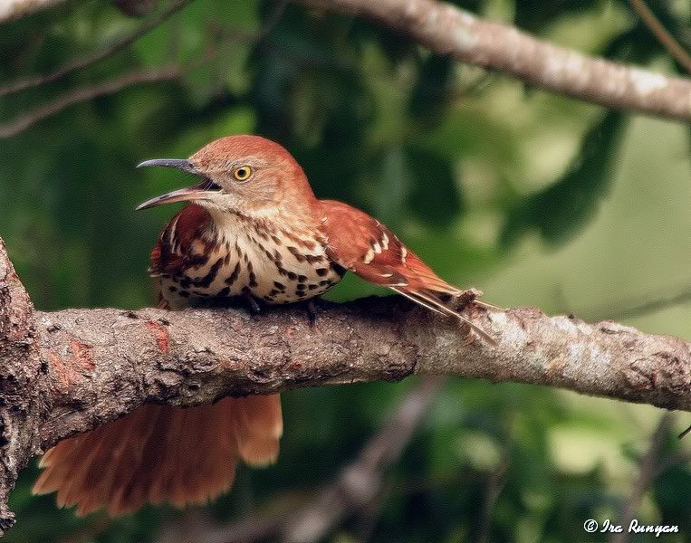 BrownThrasher_7731.jpg