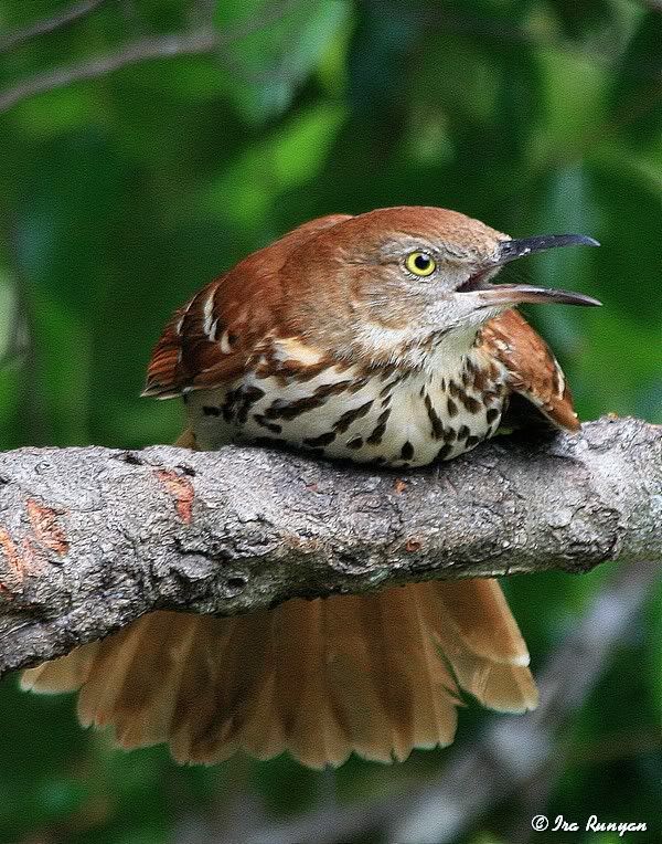 BrownThrasher_7771.jpg