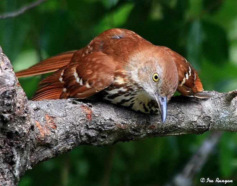 BrownThrasher_7777.jpg